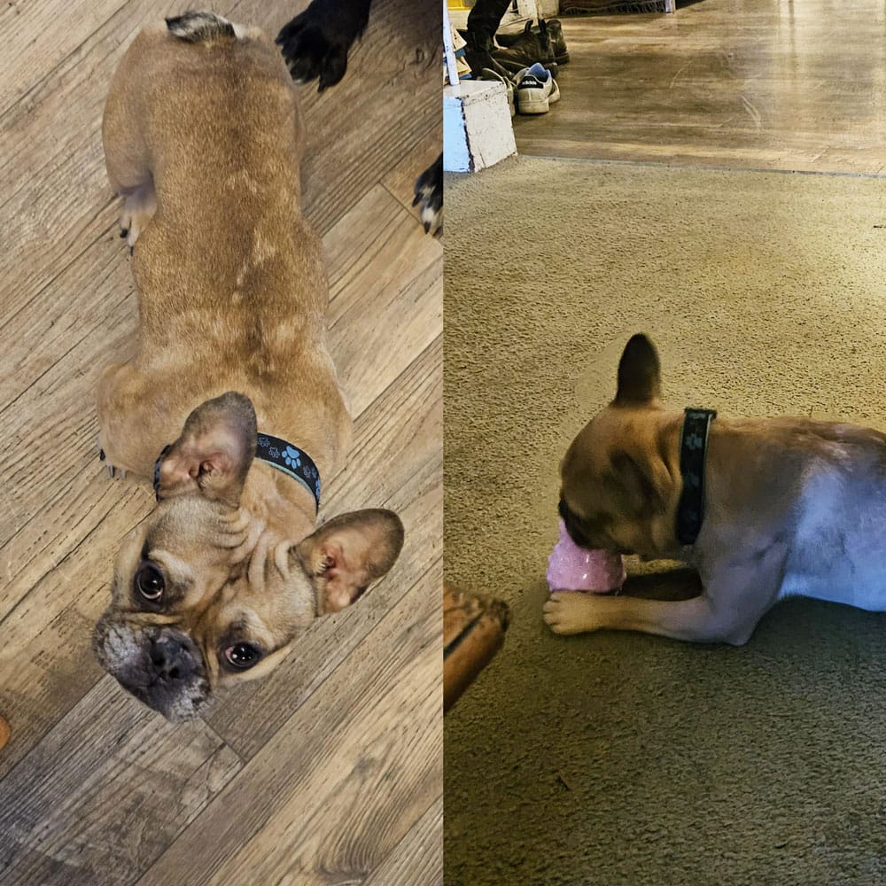 Cooper-Frenchie-1000x1000